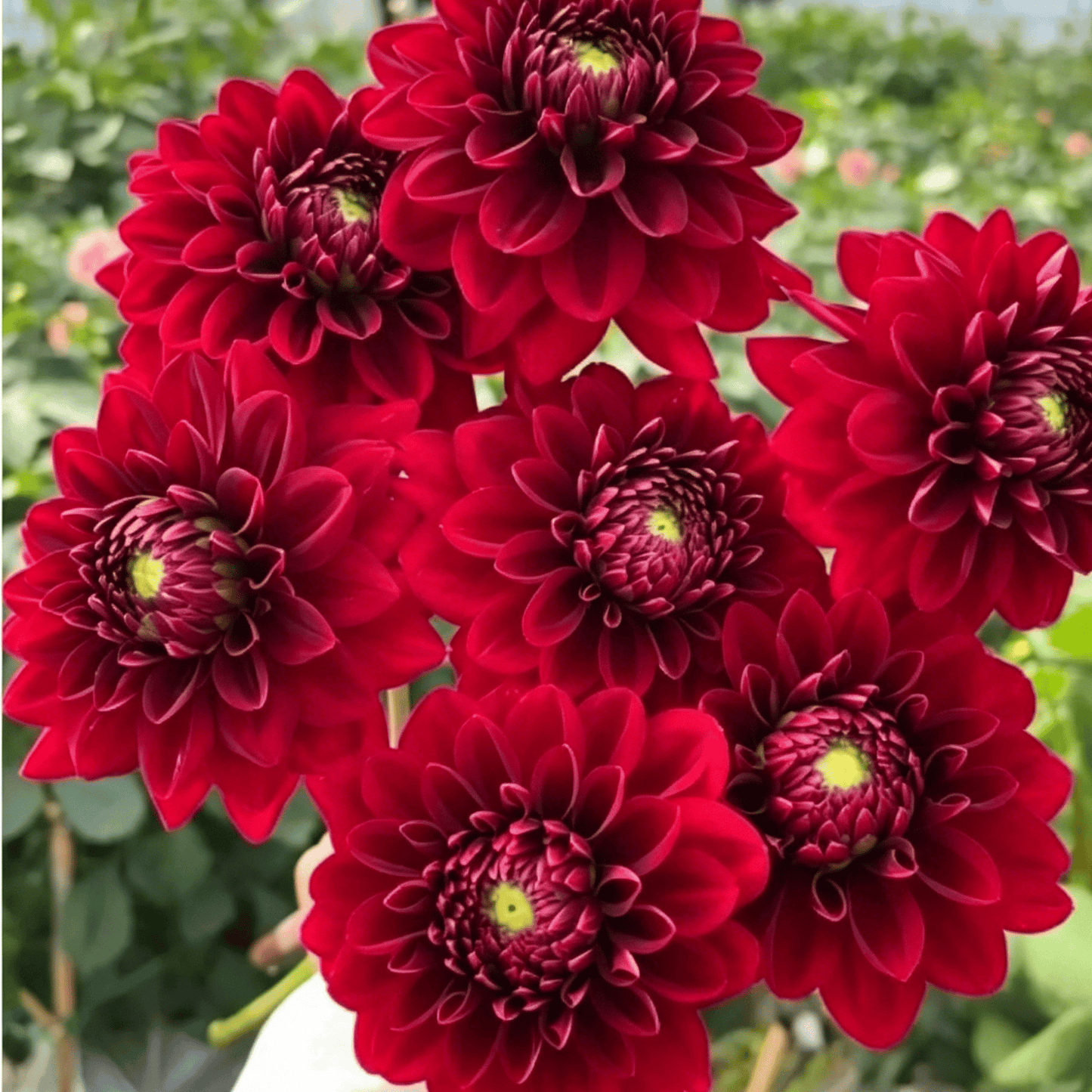 Semillas de dalias que deslumbran en el jardín: flores grandes y coloridas que acaparan todas las miradas.-ES