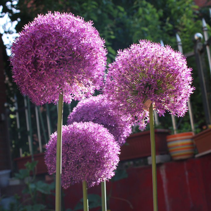 Okrasni cvet čebule (Allium Giganteum)-SI