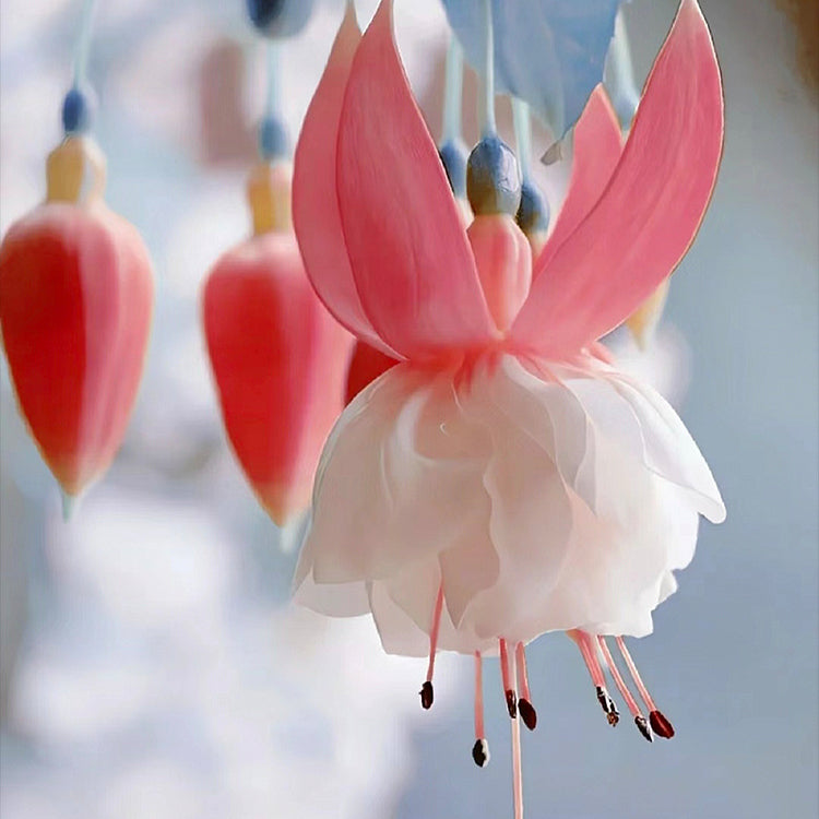 🌺Semillas de fucsia - Flor de linterna-ES