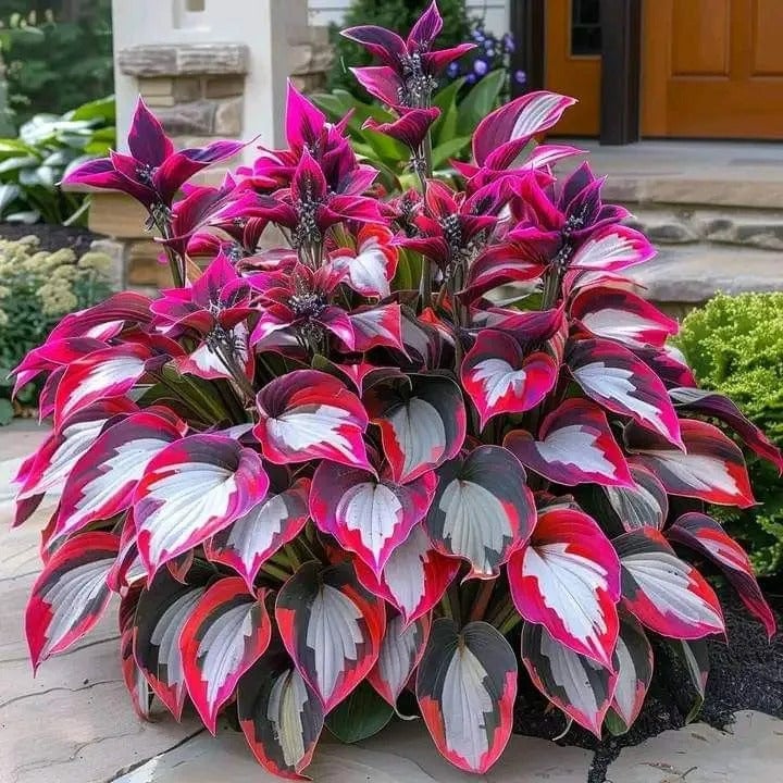 🔥Último día de venta🔥Semillas de hosta premium raras🌿Planta tolerante a la sombra-ES