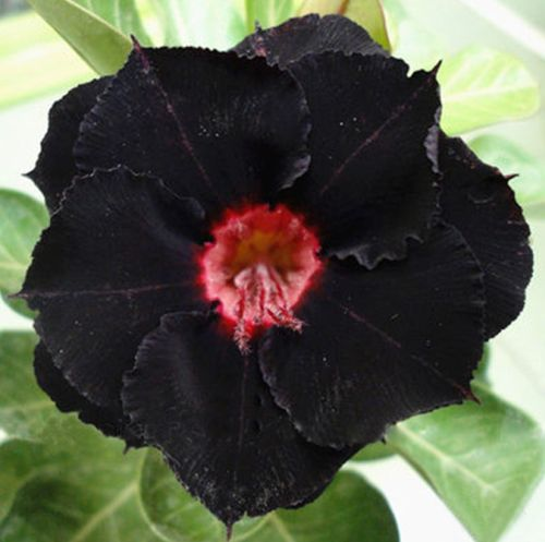 🎁Lukovice pustinjske ruže🌵Vrlo jednostavne za njegu! 🌸Lukovice Adenium Obesum-HR