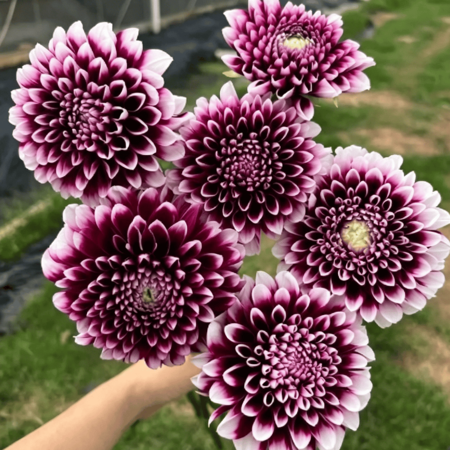Semillas de dalias que deslumbran en el jardín: flores grandes y coloridas que acaparan todas las miradas.-ES