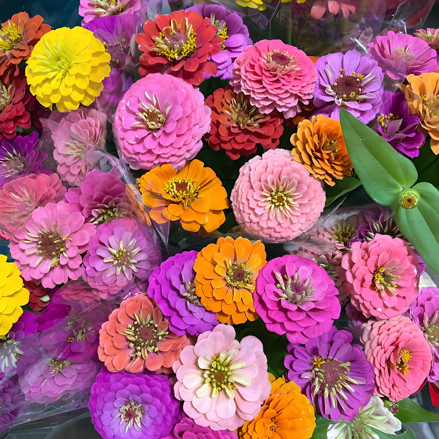 🌺Semena dvojne cinije v mešanih barvah-SI