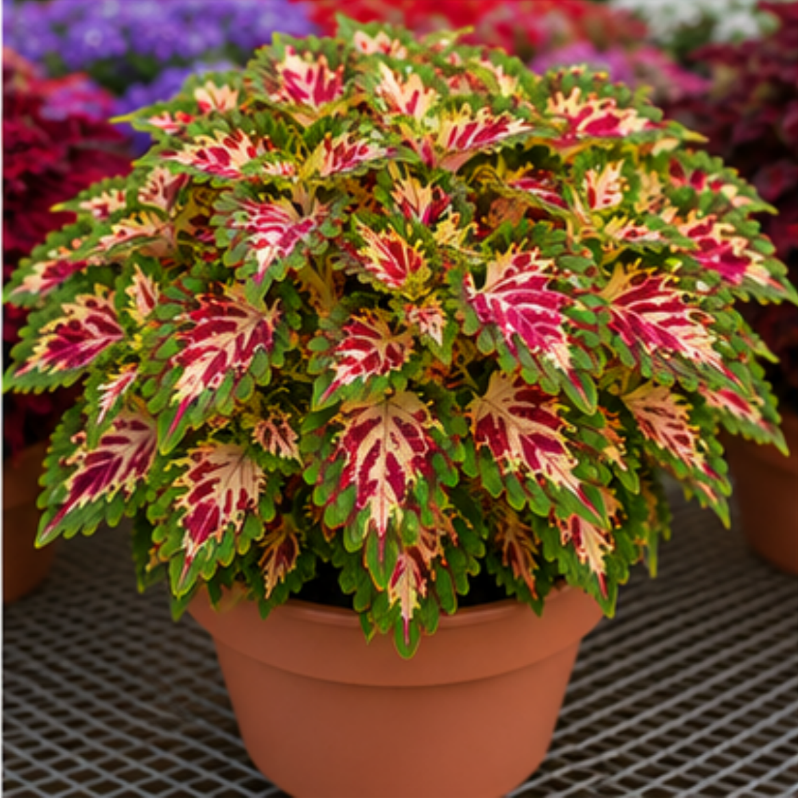 🌿Βολβοί Coleus🌷 – Γεμίστε τον κήπο σας με χρώμα🌈-GR