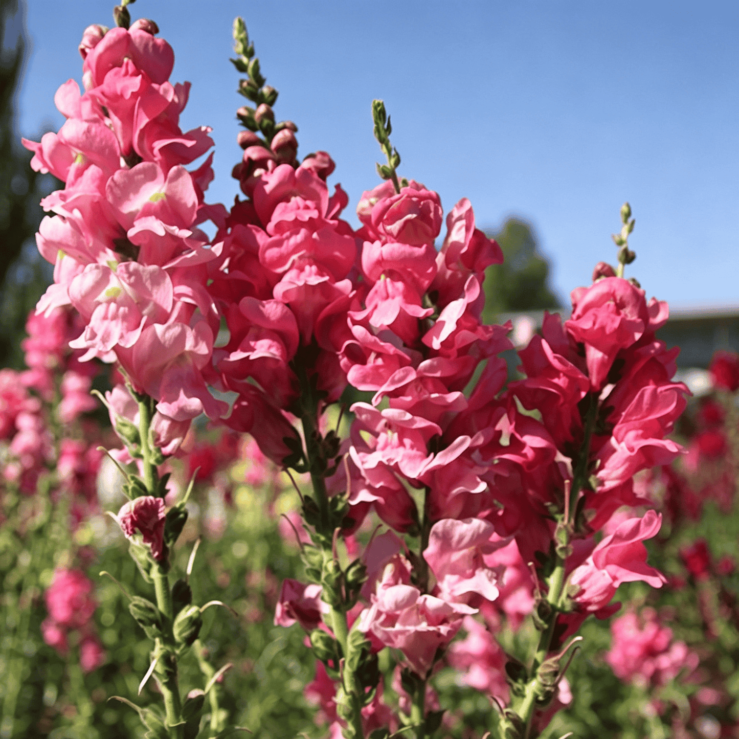 „Royal Garden Snapdragon“ sėklos – sodininkų pasirinkimas, norintiems aukštų, spalvingų skintų gėlių 🌸-LT