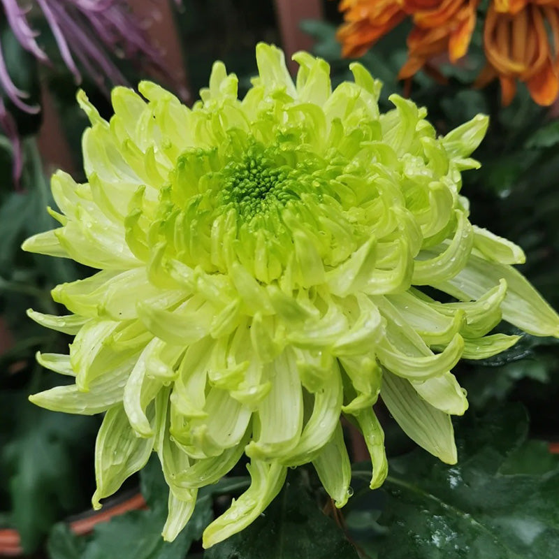 🌺Άνθος Κομψότητας🌼Σπόροι Γιγάντιου Χρυσάνθεμου-GR