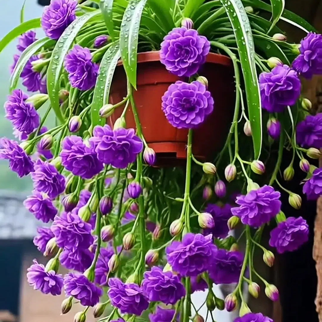 Semena/čebulice rastline pajek Grand Bloom 💐 Naravna viseča mojstrovina barv in gracioznosti-SI