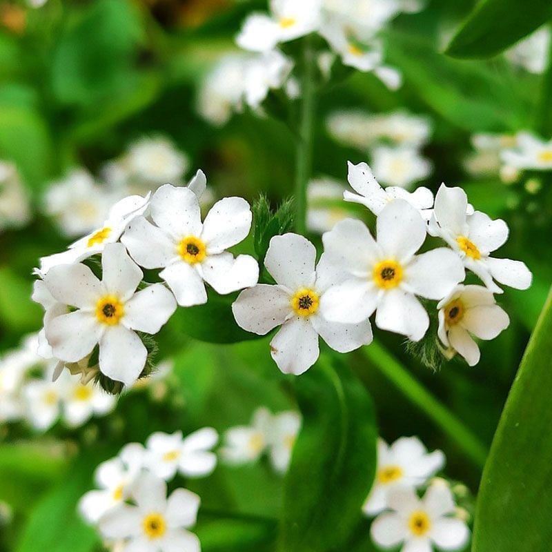 Sjeme zaboravnika Blue Memory – Cvijeće za seoski vrt provjerene kvalitete 🌿💙-HR