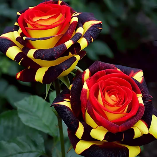 Redka vrtnica 'Firebird' - Love Flower-SI