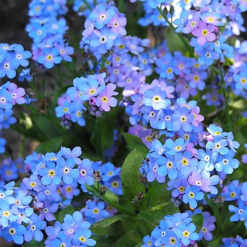 Sjeme zaboravnika Blue Memory – Cvijeće za seoski vrt provjerene kvalitete 🌿💙-HR