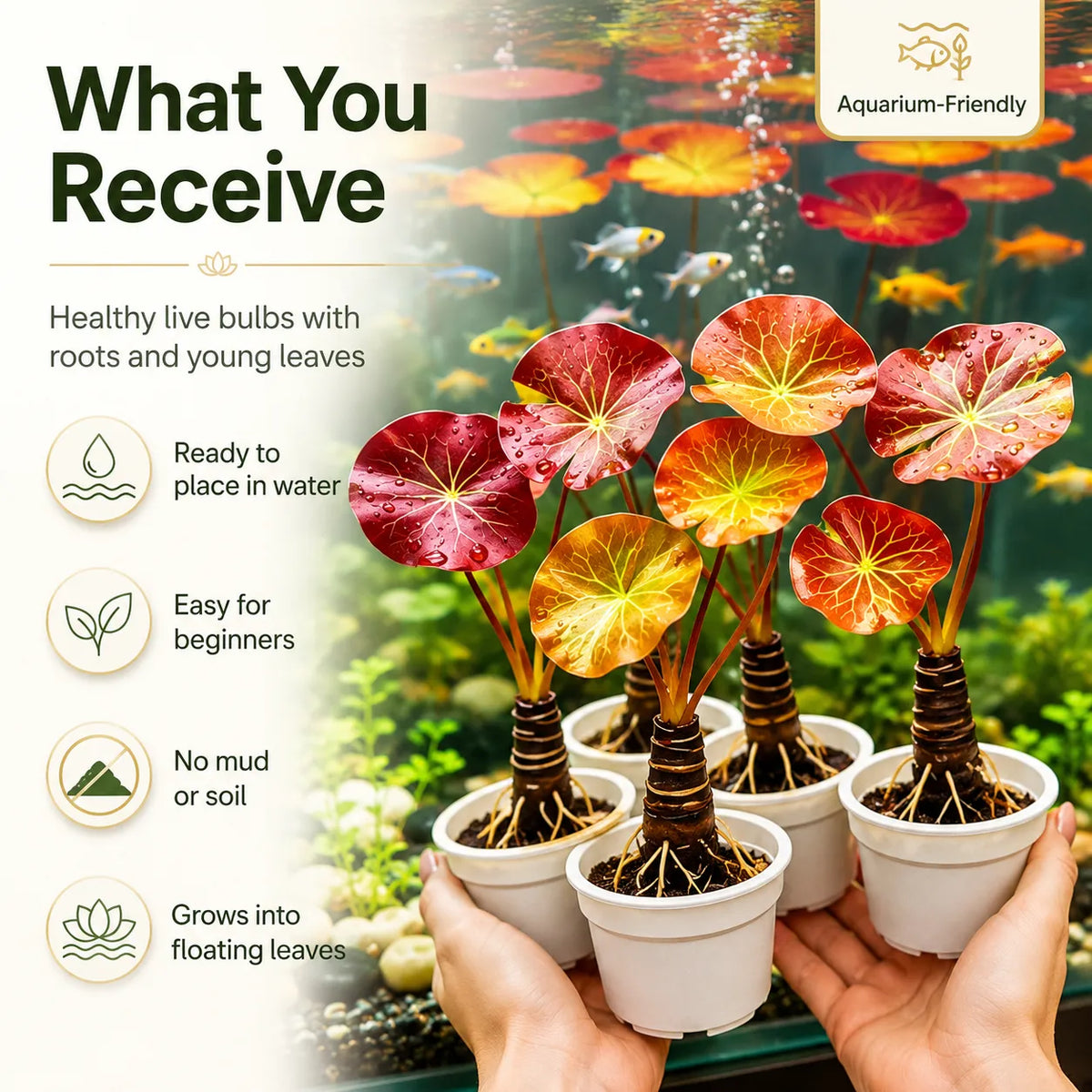 🐟Raíces de loto rojo hidropónico🌿 Convierte tu acuario en un jardín vivo-ES