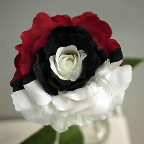Semillas de rosa negra raras para plantar, variedad tradicional, no transgénicas. Más de 200 hermosas semillas de flores para el jardín de casa. Bonsái.-ES