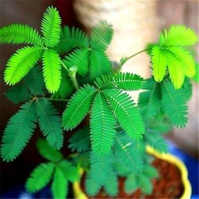 PISANA SEMENA MIMOZE-SI