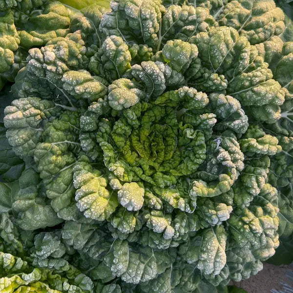 Σπόροι Brassica Narinosa (WuTat Choy)-GR