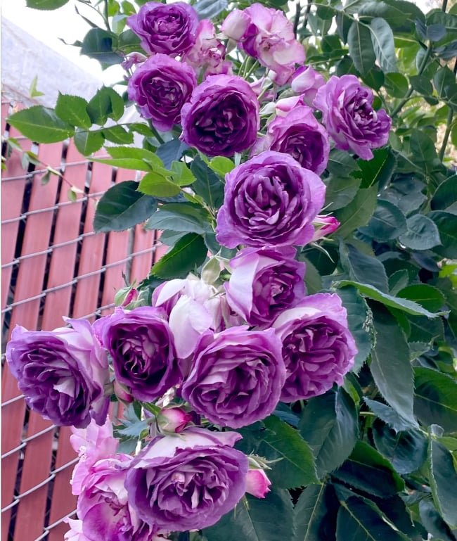 🌺 Roniroosi seemned-EE