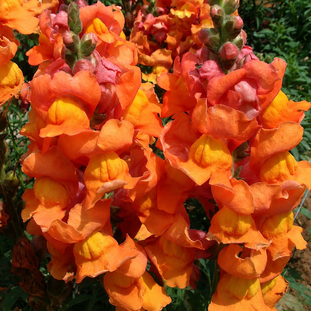 „Royal Garden Snapdragon“ sėklos – sodininkų pasirinkimas, norintiems aukštų, spalvingų skintų gėlių 🌸-LT