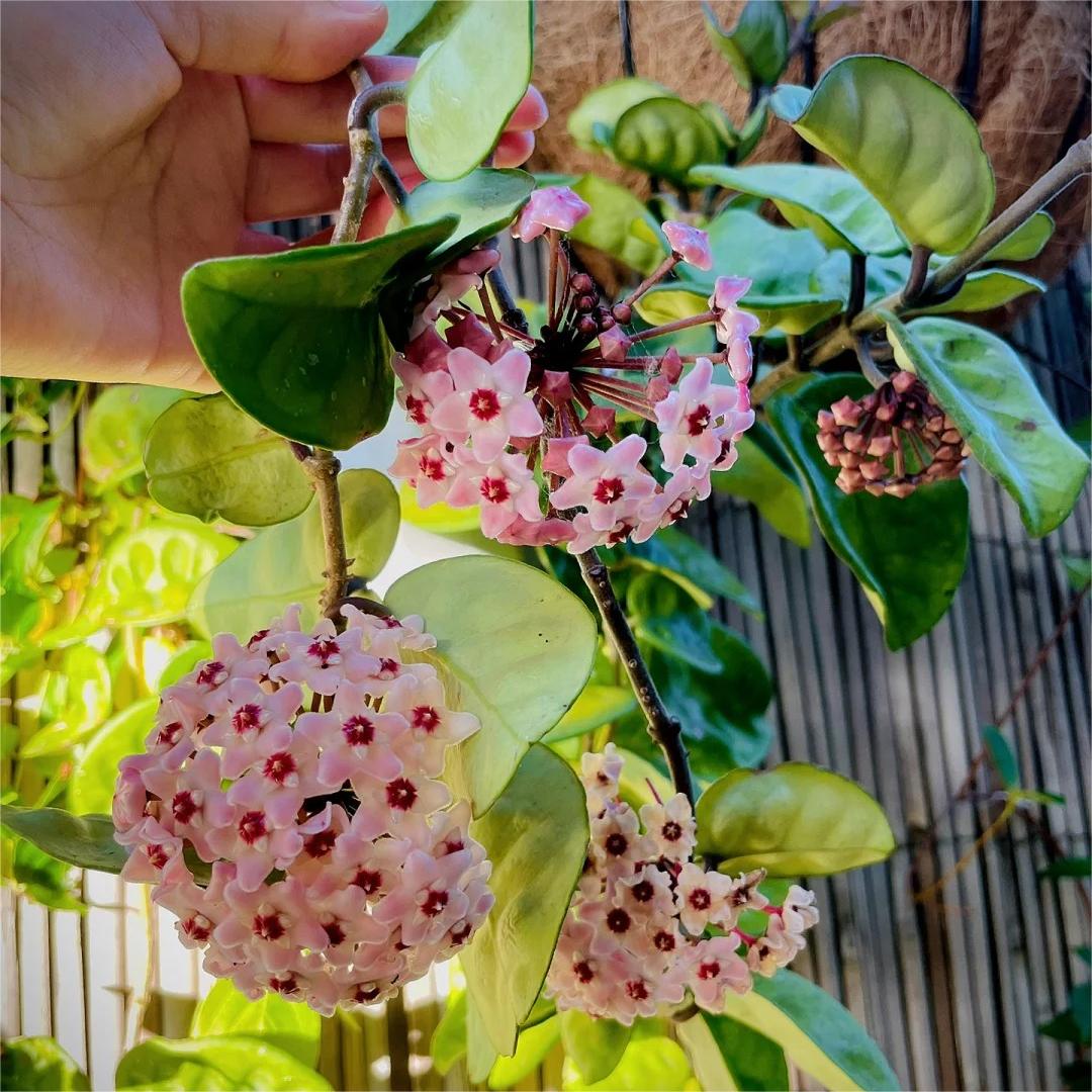 ✨Bombillas Hoya – Estrellas cayendo del cielo✨-ES