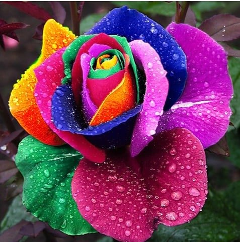 Semillas de rosa negra raras para plantar, variedad tradicional, no transgénicas. Más de 200 hermosas semillas de flores para el jardín de casa. Bonsái.-ES