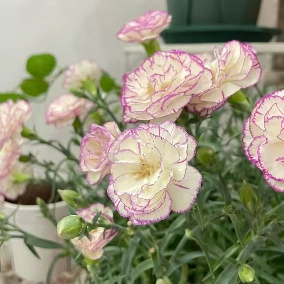 Mirisni vrtni šarm – Uzgojite klasične karanfile koji impresioniraju svako godišnje doba🌺-HR
