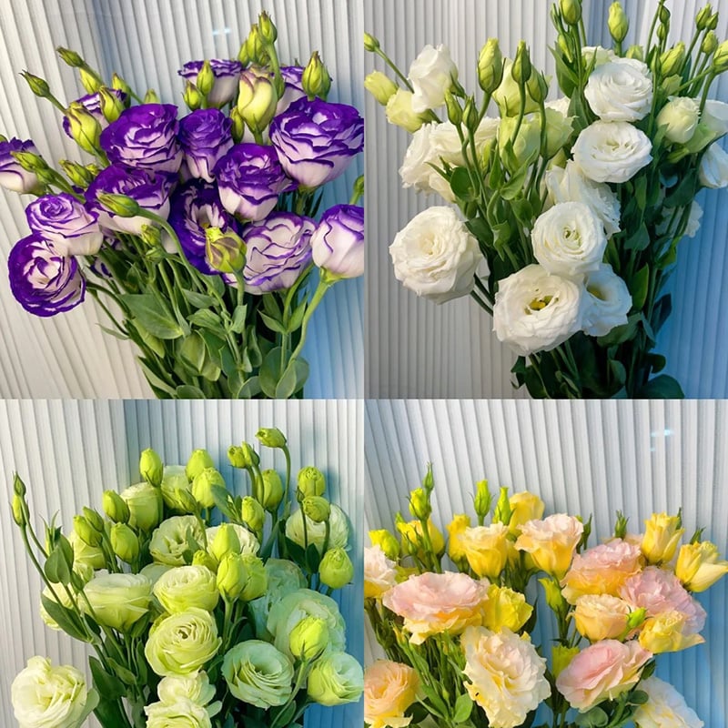 🔥Posljednji dan prodaje💝Eustoma Thornless Rose💐Sjemenke Lisianthusa-HR