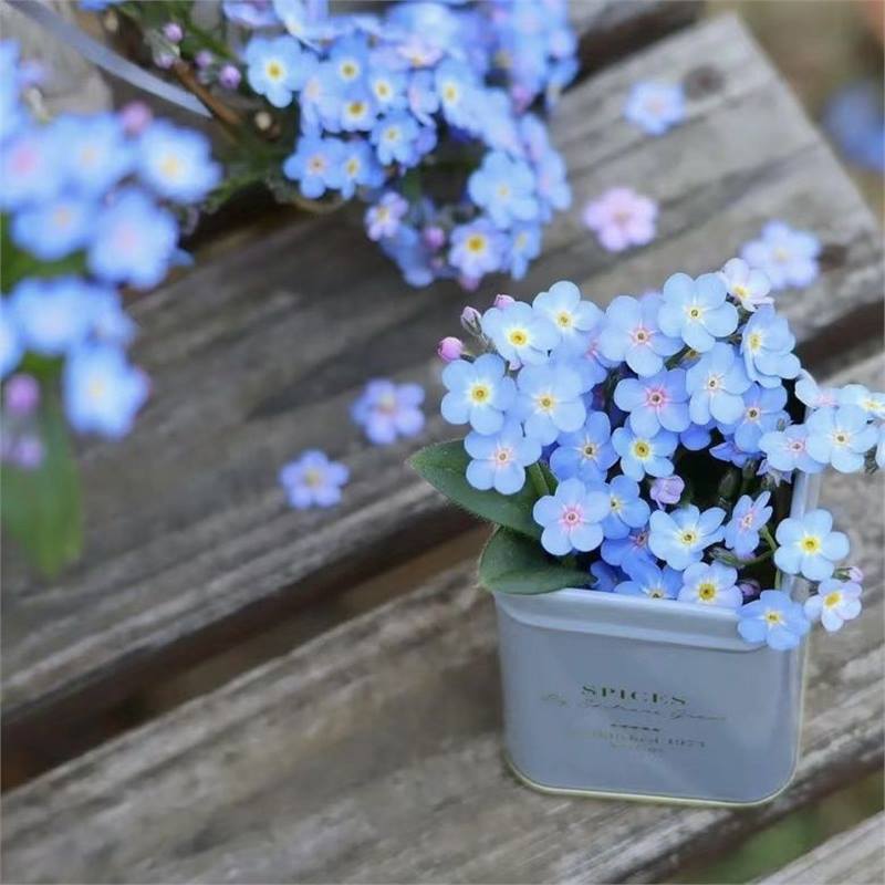 Sjeme zaboravnika Blue Memory – Cvijeće za seoski vrt provjerene kvalitete 🌿💙-HR
