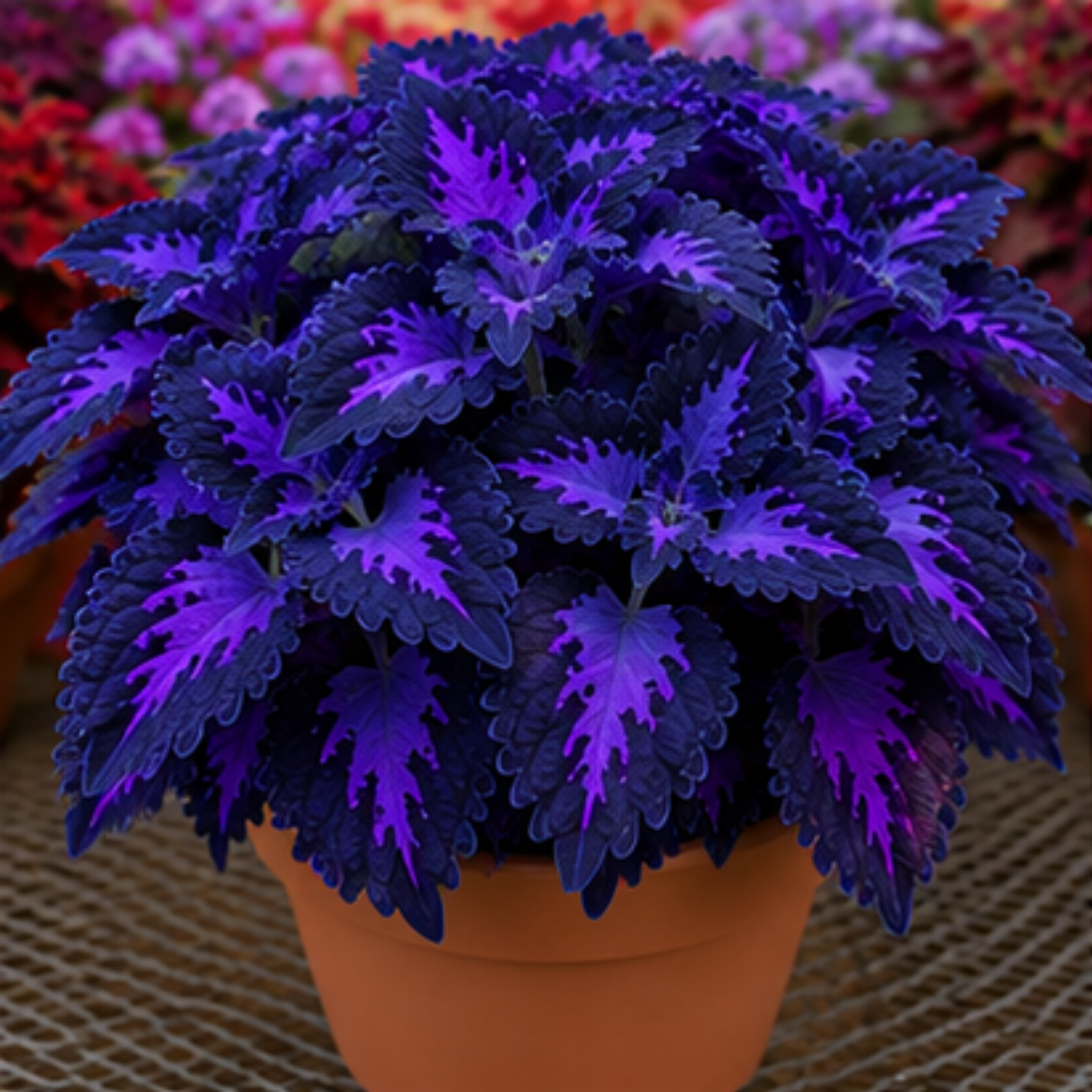 🌿Βολβοί Coleus🌷 – Γεμίστε τον κήπο σας με χρώμα🌈-GR