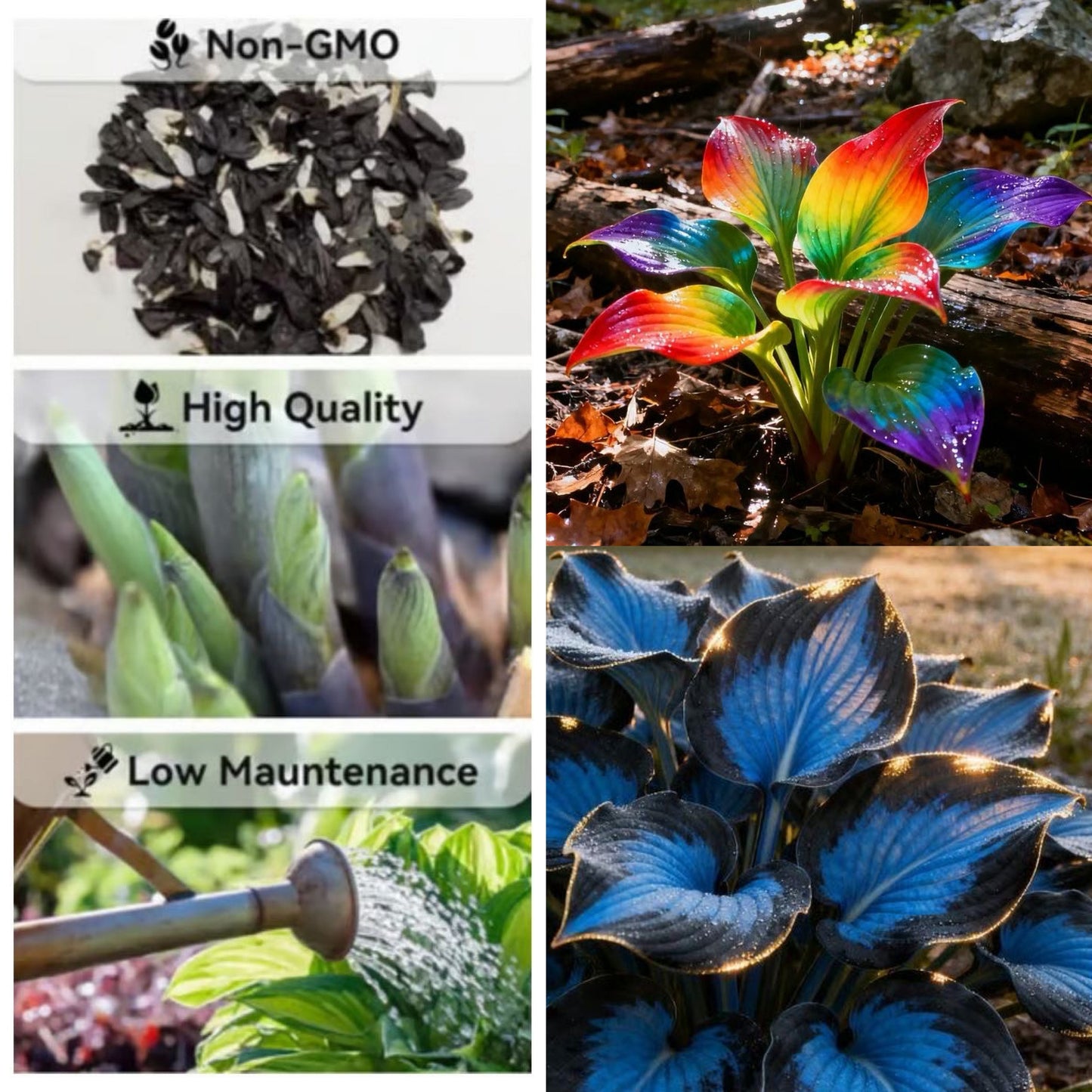 🔥Último día de venta🔥Semillas de hosta premium raras🌿Planta tolerante a la sombra-ES