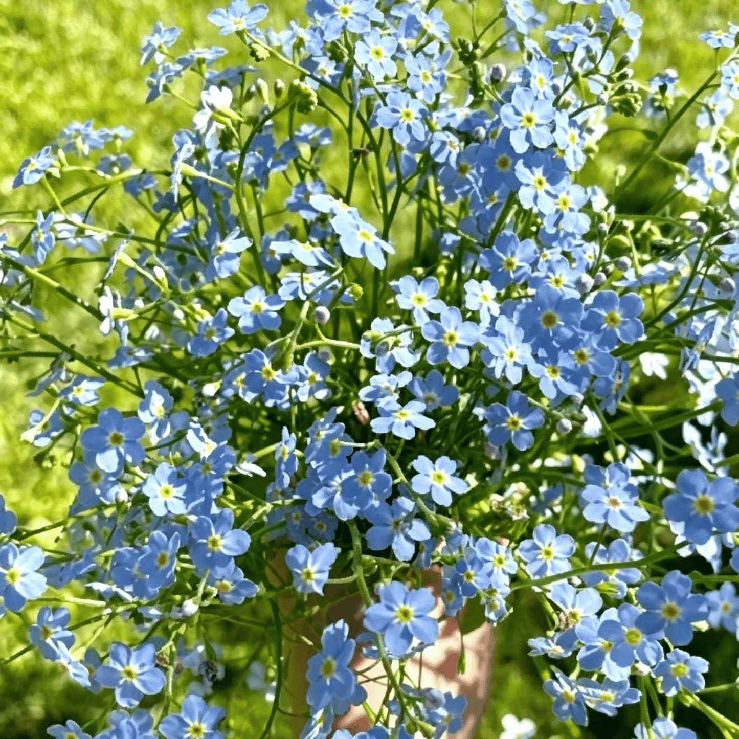 Sjeme zaboravnika Blue Memory – Cvijeće za seoski vrt provjerene kvalitete 🌿💙-HR