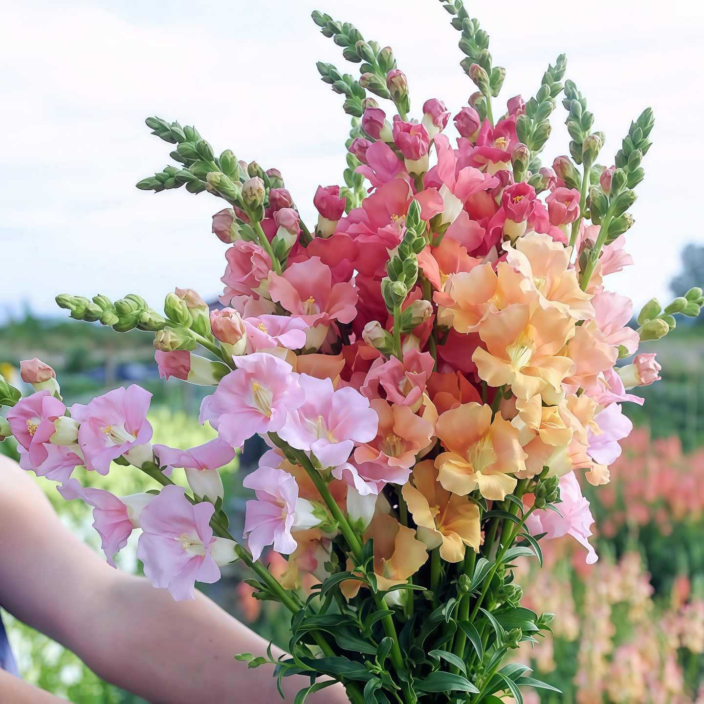 „Royal Garden Snapdragon“ sėklos – sodininkų pasirinkimas, norintiems aukštų, spalvingų skintų gėlių 🌸-LT