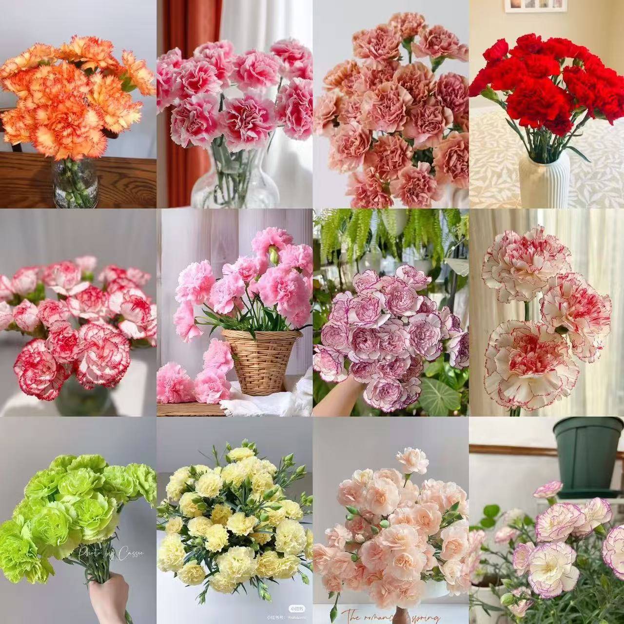 Mirisni vrtni šarm – Uzgojite klasične karanfile koji impresioniraju svako godišnje doba🌺-HR