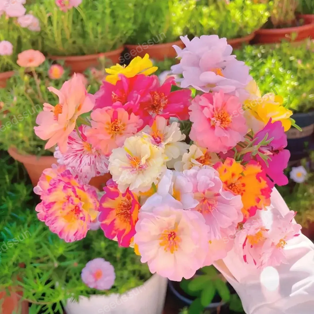 🌸 Σπόροι μοσχοτριανταφυλλιάς – Έκρηξη χρωμάτων όλο το καλοκαίρι!-GR