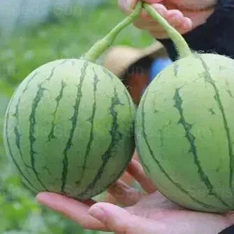 🍉Varakevadine punane jade – magus arbuus, mis rõõmustab kogu pere-EE