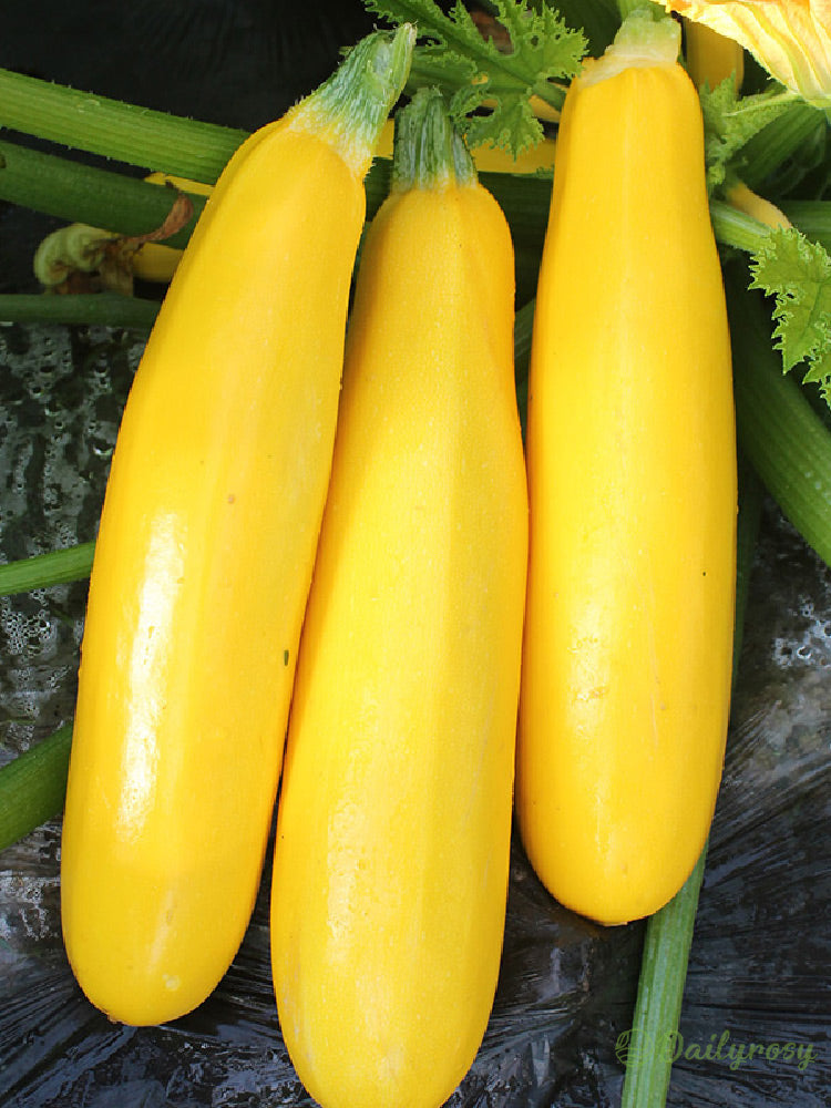 Bananinės cukinijos - Auksinės cukinijos🌿Galima auginti visus sezonus-LT