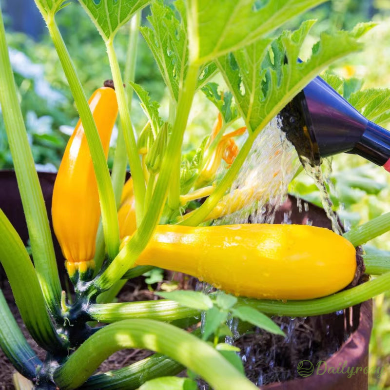 Bananinės cukinijos - Auksinės cukinijos🌿Galima auginti visus sezonus-LT
