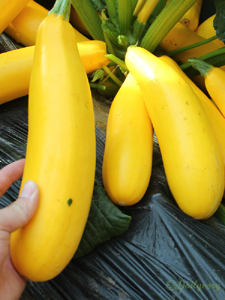 Bananinės cukinijos - Auksinės cukinijos🌿Galima auginti visus sezonus-LT
