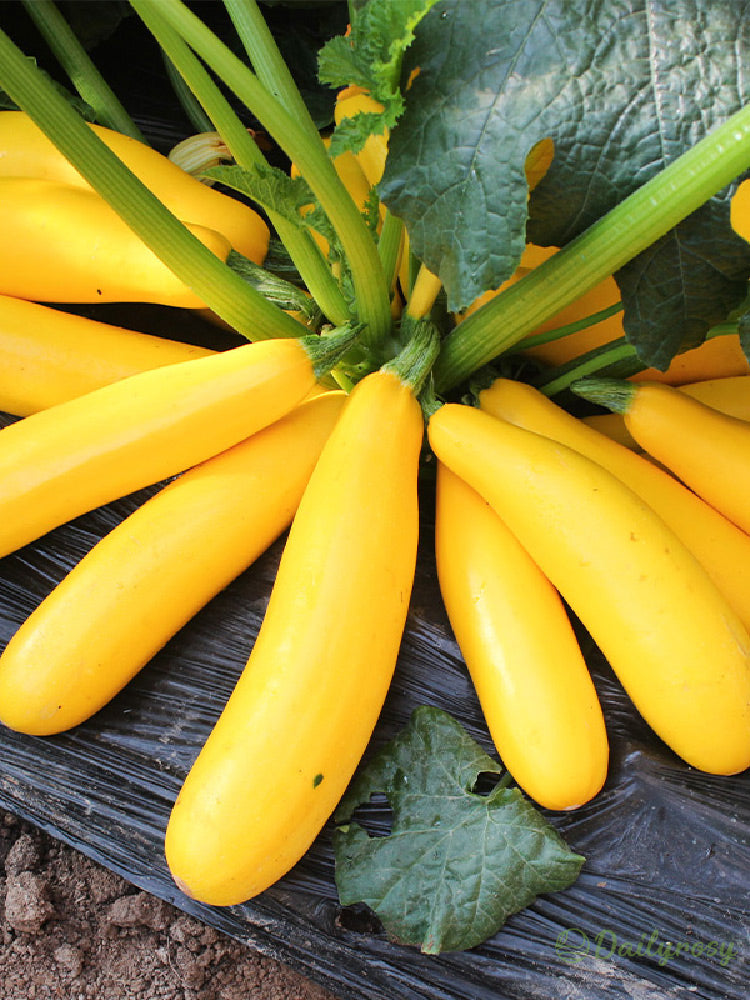 Bananinės cukinijos - Auksinės cukinijos🌿Galima auginti visus sezonus-LT