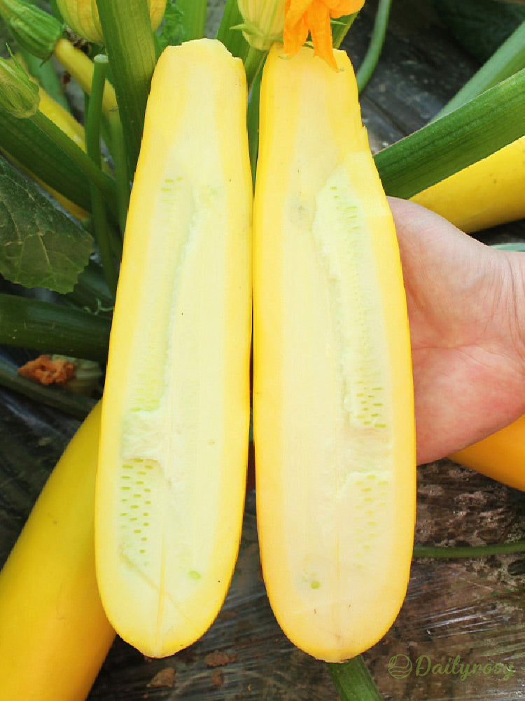 Bananinės cukinijos - Auksinės cukinijos🌿Galima auginti visus sezonus-LT