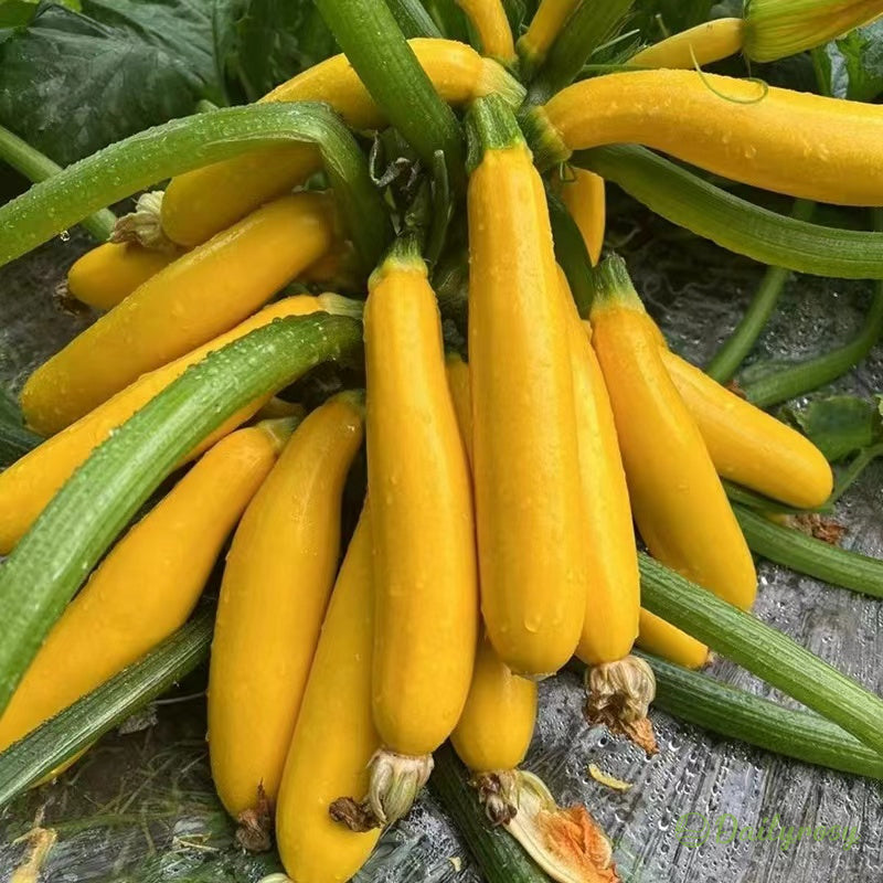 Bananinės cukinijos - Auksinės cukinijos🌿Galima auginti visus sezonus-LT