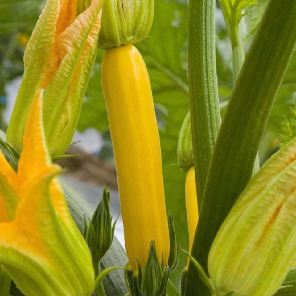 Bananinės cukinijos - Auksinės cukinijos🌿Galima auginti visus sezonus-LT