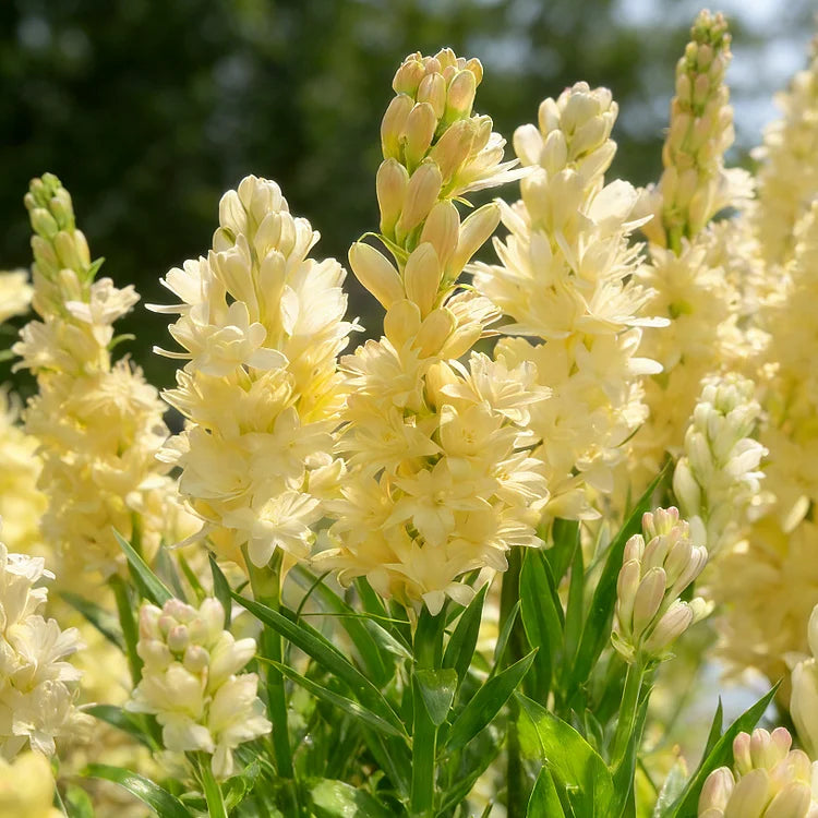 🌺Topeltlõhnalised tuberoosi sibulad – Kuu aia -EE