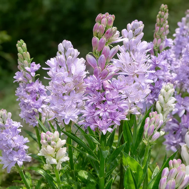 🌺Topeltlõhnalised tuberoosi sibulad – Kuu aia -EE
