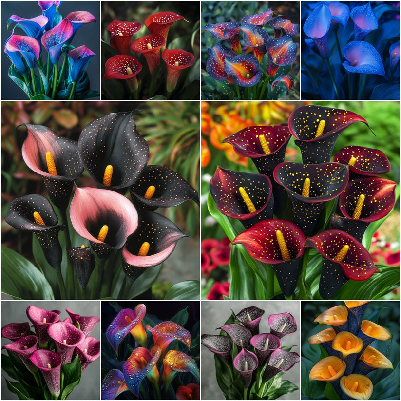 🌷Záhadná kala Aurora-SK