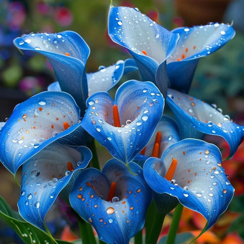 🌷Záhadná kala Aurora-SK
