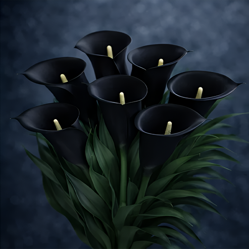 🌷Záhadná kala Aurora-SK