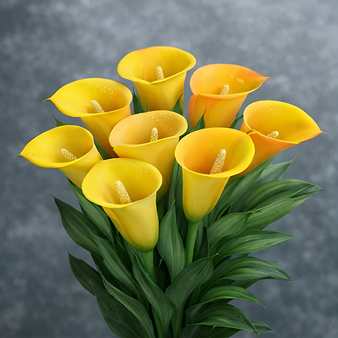 🌷Záhadná kala Aurora-SK