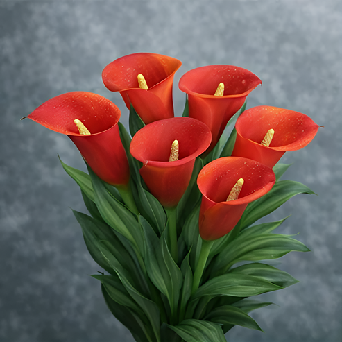 🌷Záhadná kala Aurora-SK