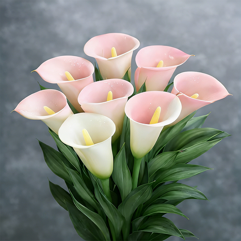 🌷Záhadná kala Aurora-SK