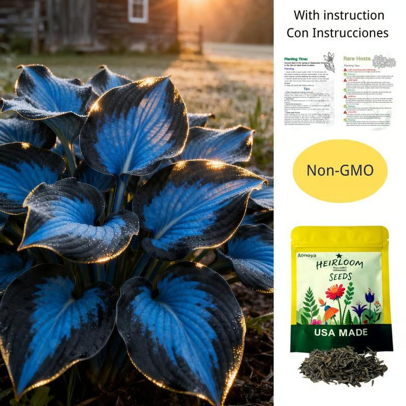 💥Oferta especial 2025 🌌Semillas de Hosta Midnight Blue Heart, una planta perenne que ama la sombra para el jardín-ES