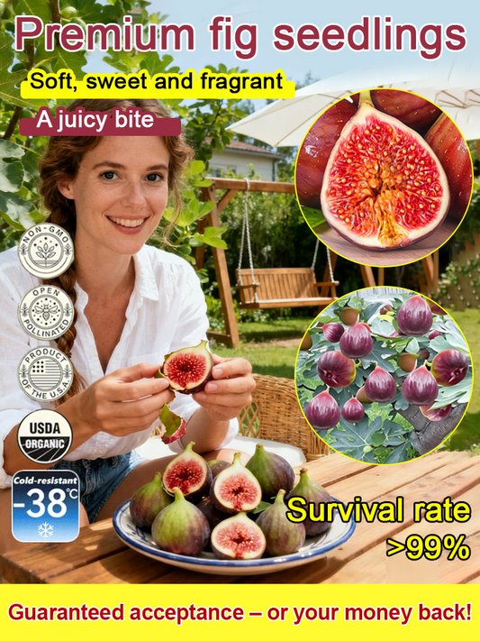 [Disfruta de fruta fresca todos los días] Plántulas de higo importadas de Grecia-ES
