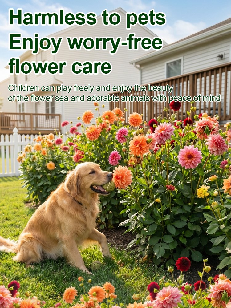 【Base Direct Sales】Four Seasons Blooming Double Dahlia Bulbs-ES